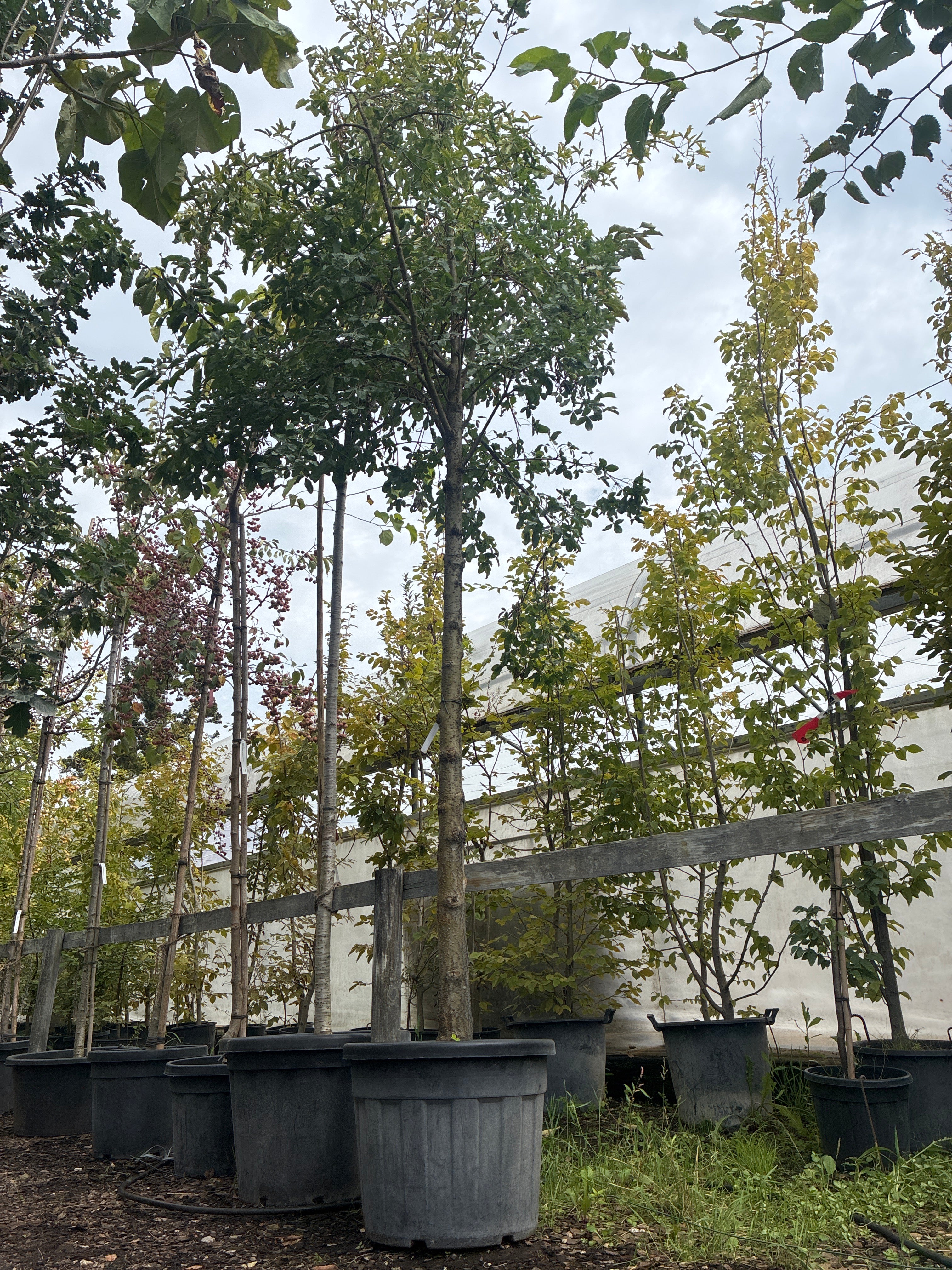 Gemeiner Goldregen / Laburnum anagyroides